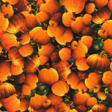 Moon Spell  APYD-23694-148 PUMPKIN